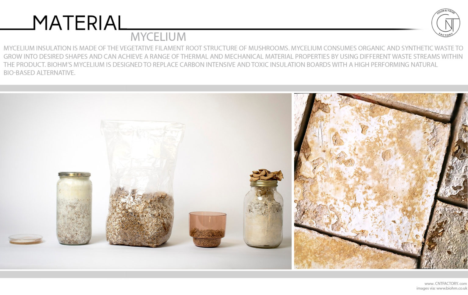 Mycelium Mushrooms Root Structure Consumes Organic Synthetic Waste