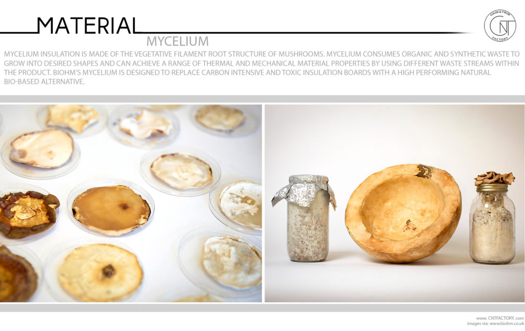 Mycelium Mushrooms Root Structure Consumes Organic Synthetic Waste