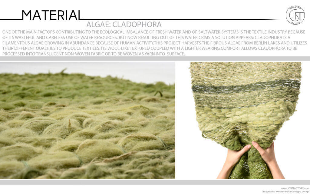 Algae Cladophora