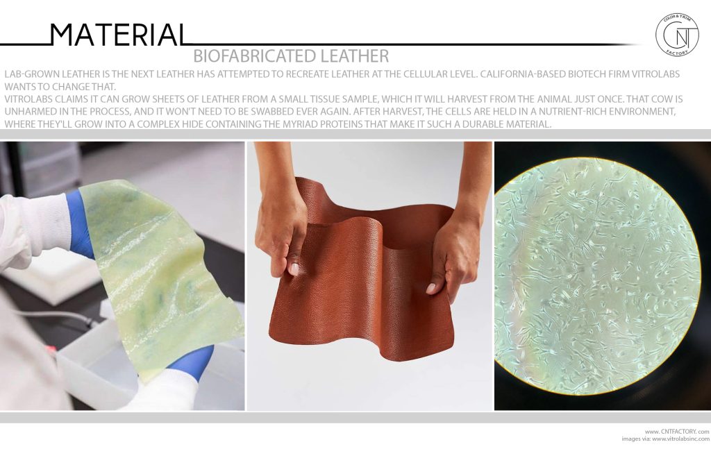 Biofabricated Leather